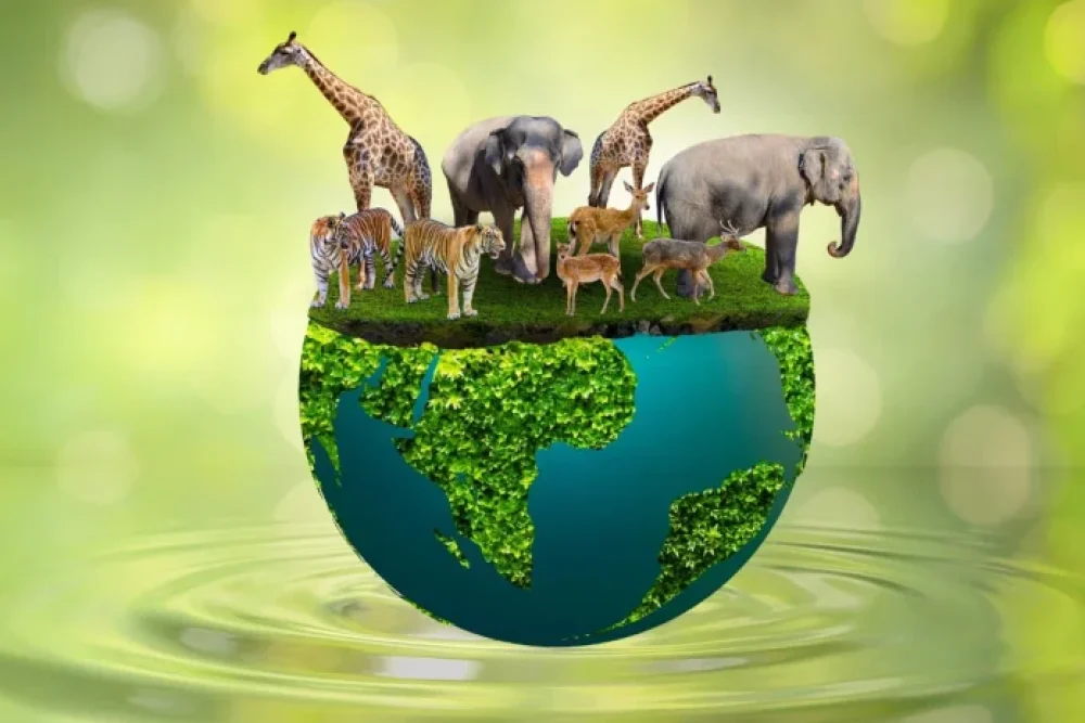 Community Awareness Camp